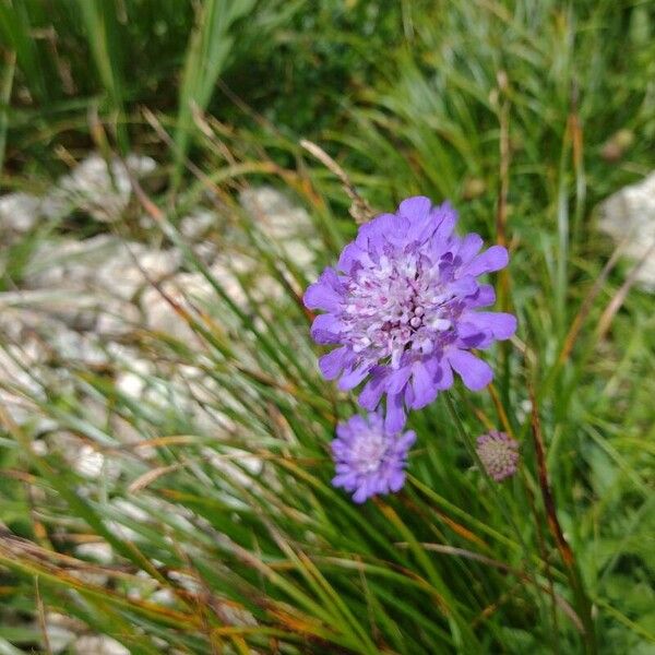 Scabiosa lucida Цвят