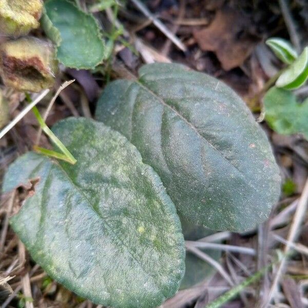 Dorstenia brasiliensis पत्ता