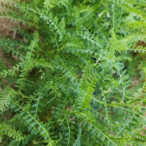 Vicia ervilia आदत