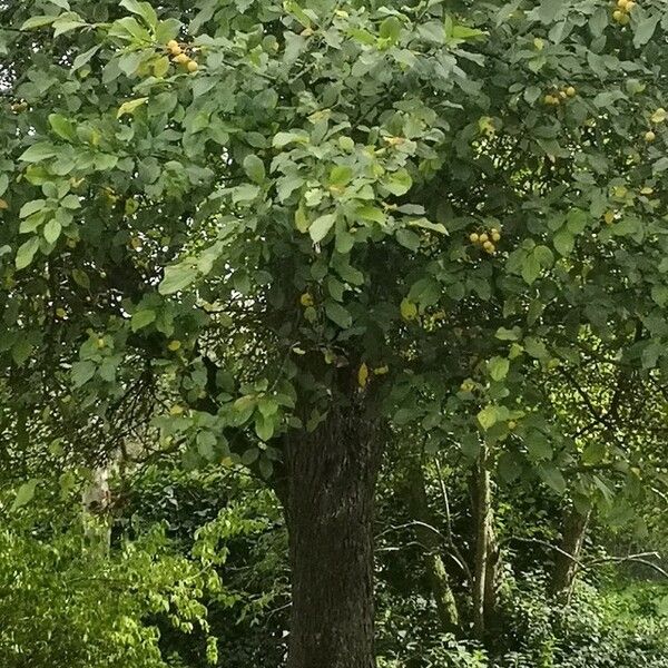 Malus prunifolia Habitus