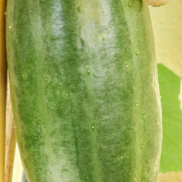 Cucumis sativus 果實