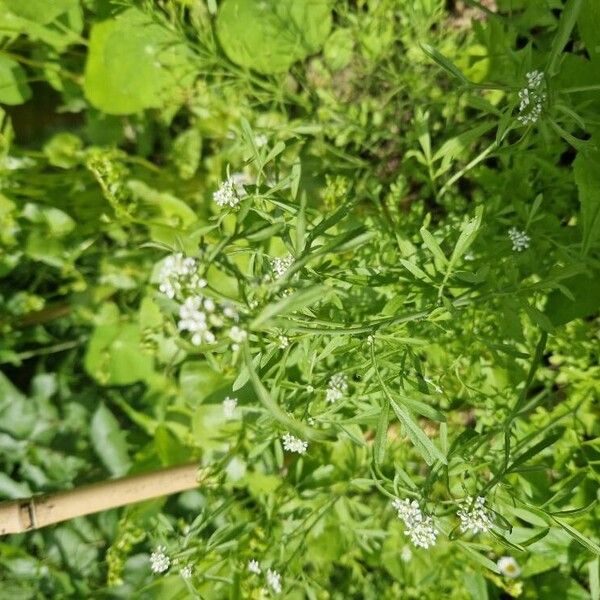 Lepidium sativum Leaf