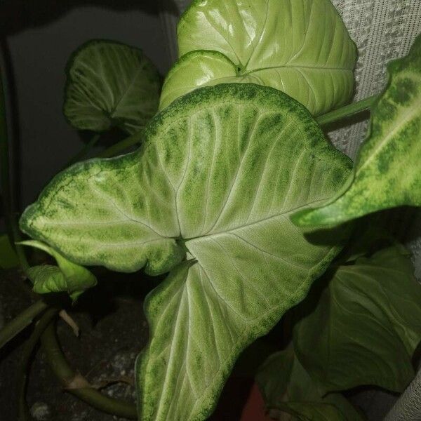 Syngonium podophyllum Leaf