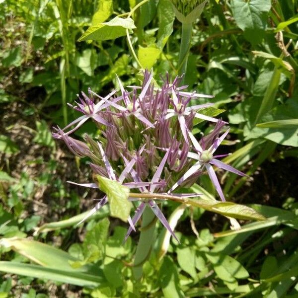 Allium nigrum Flower