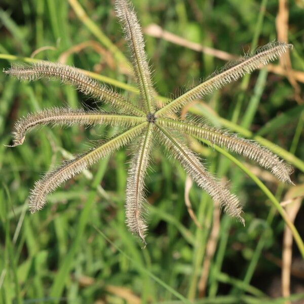 Dactyloctenium aegyptium Fruitua