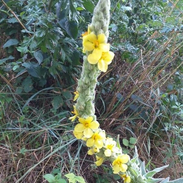 Verbascum thapsus Fiore