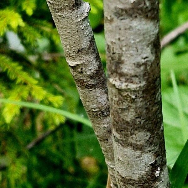 Salix myrsinifolia Кора