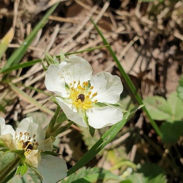 Fragaria viridis Floro