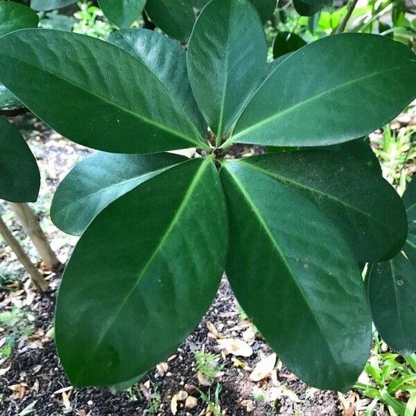 Corynocarpus laevigatus Lapas