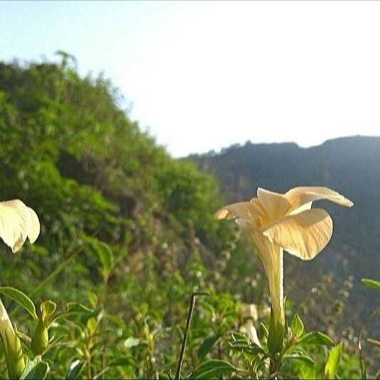 Barleria prionitis 花