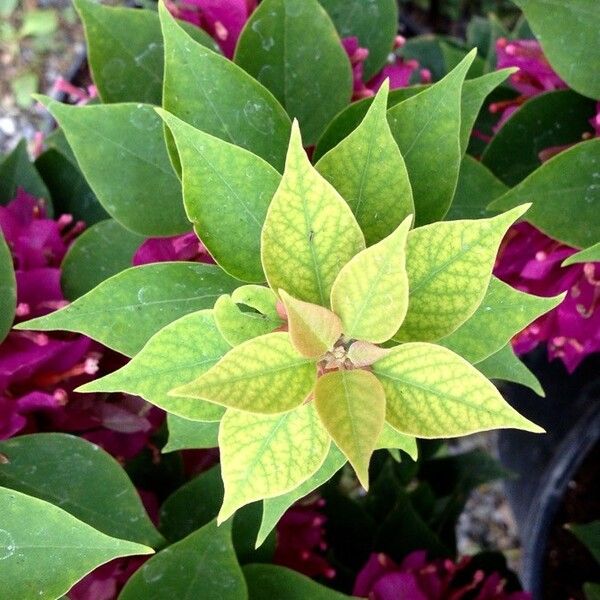 Bougainvillea spectabilis ഇല