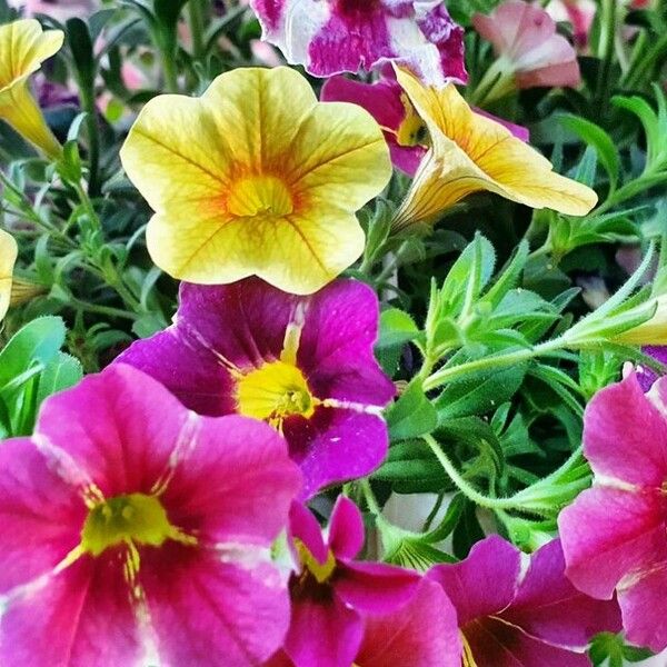 Petunia × atkinsiana Blüte