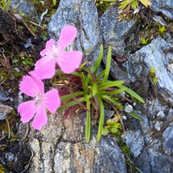 Dianthus glacialis Habit