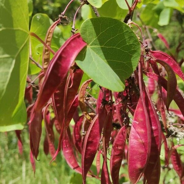 Cercis griffithii Frukt