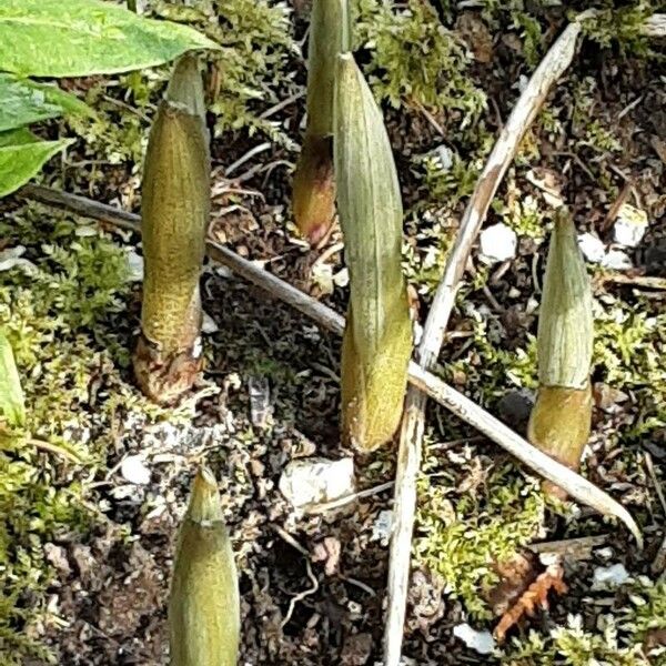 Polygonatum latifolium Blad