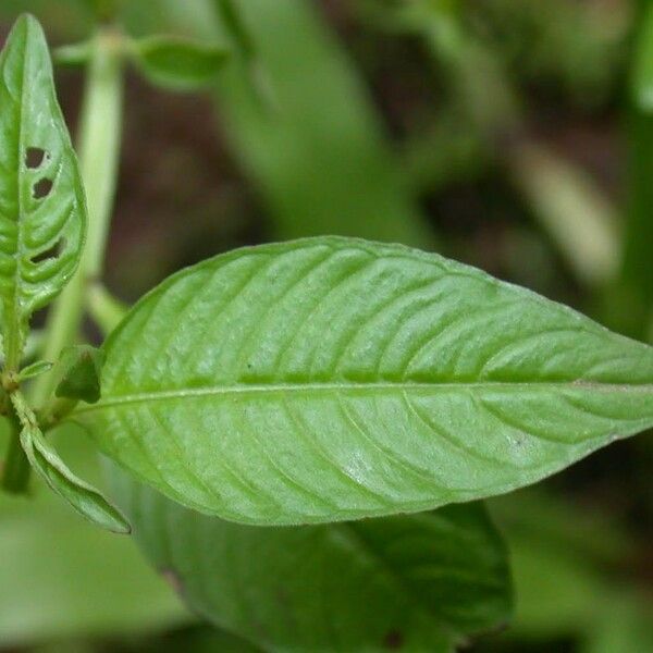 Ludwigia affinis Leaf