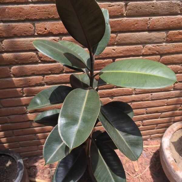 Ficus elastica Leaf