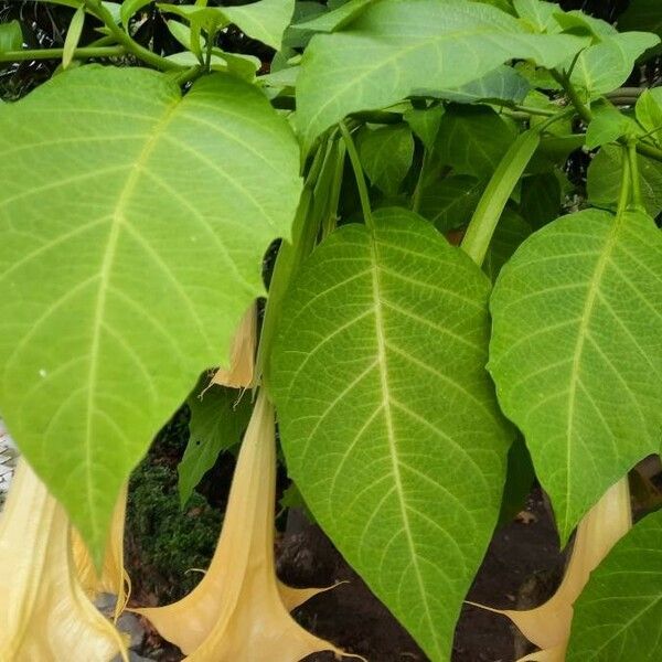 Brugmansia suaveolens Leaf