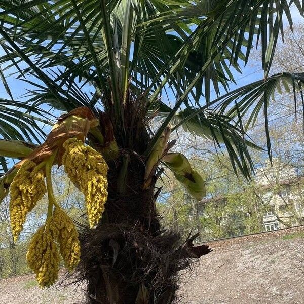 Trachycarpus fortunei Цвят
