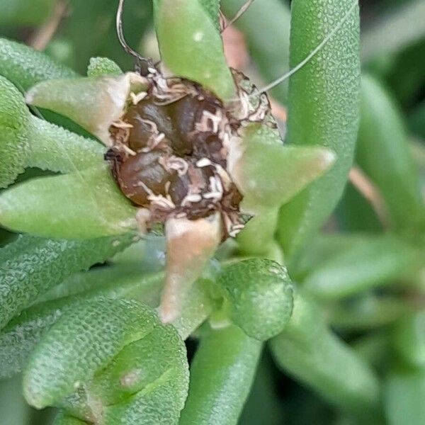 Delosperma cooperi Gyümölcs