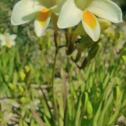 Freesia leichtlinii Lehti