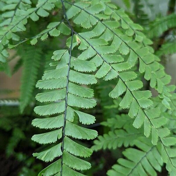 Adiantum polyphyllum 葉