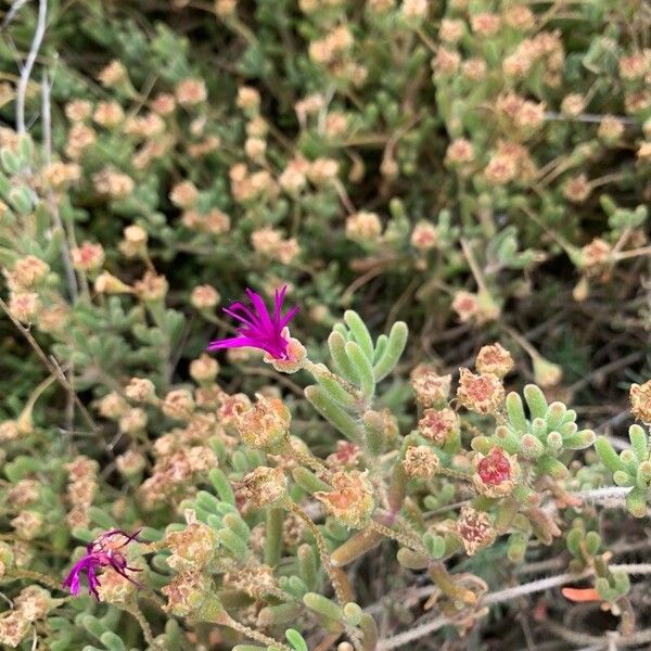 Drosanthemum hispidum Çiçek