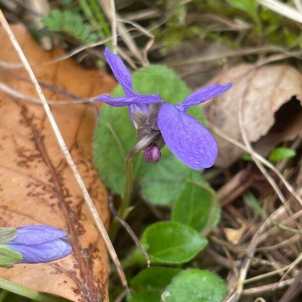 Viola hirta ᱥᱟᱠᱟᱢ