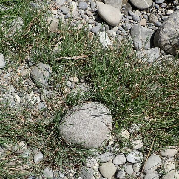 Agrostis stolonifera Frunză