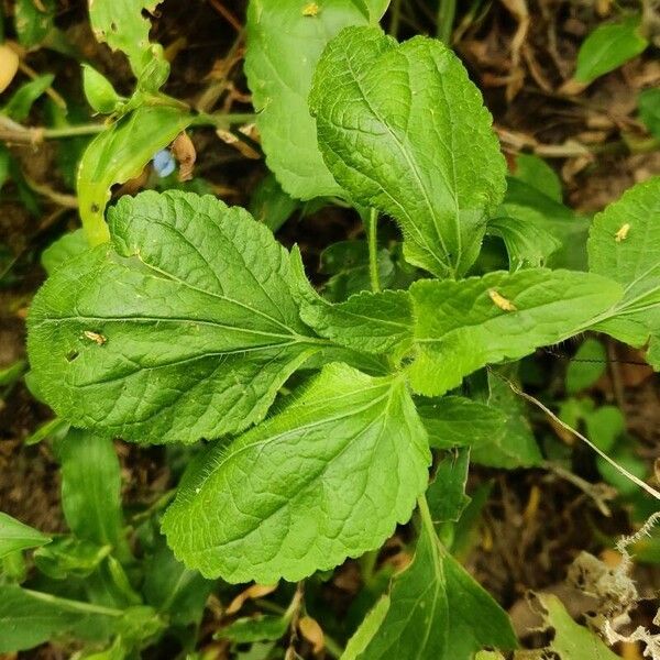 Ageratum conyzoides Leaf