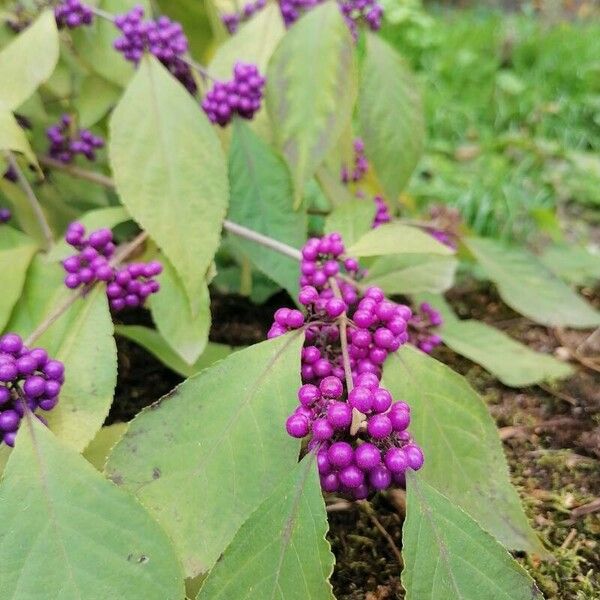 Callicarpa americana Fruto