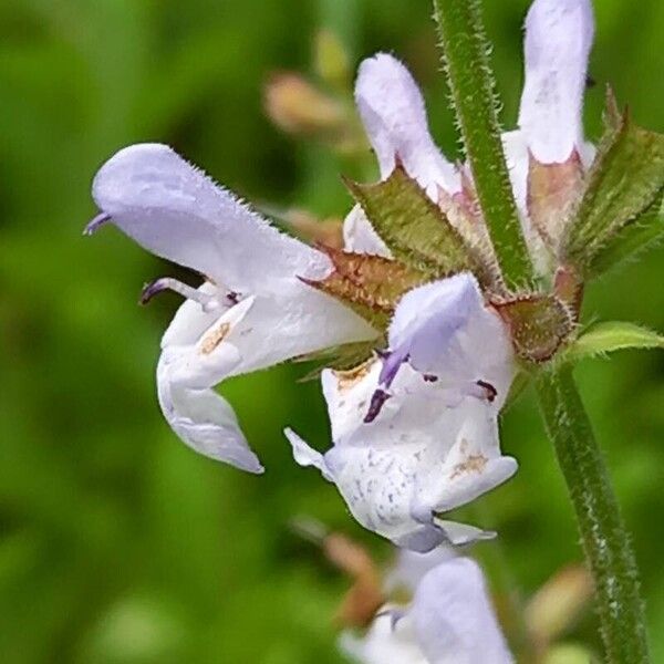 Salvia repens Kukka