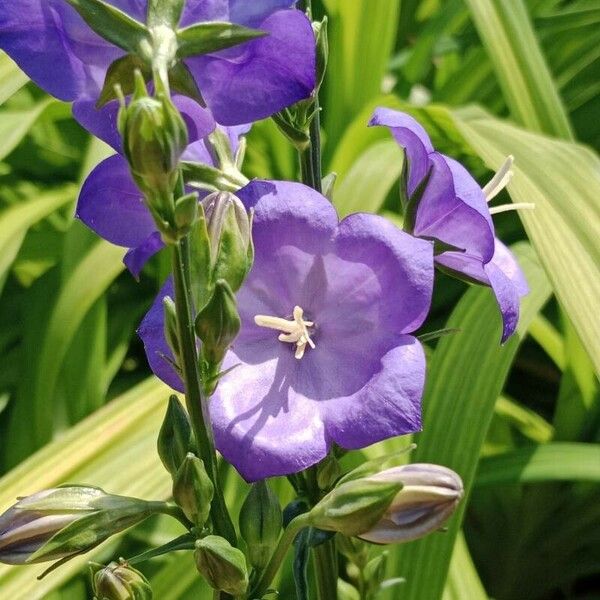 Campanula persicifolia Fleur