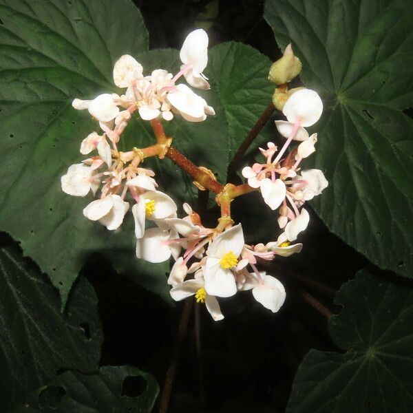 Begonia broussonetiifolia Çiçek