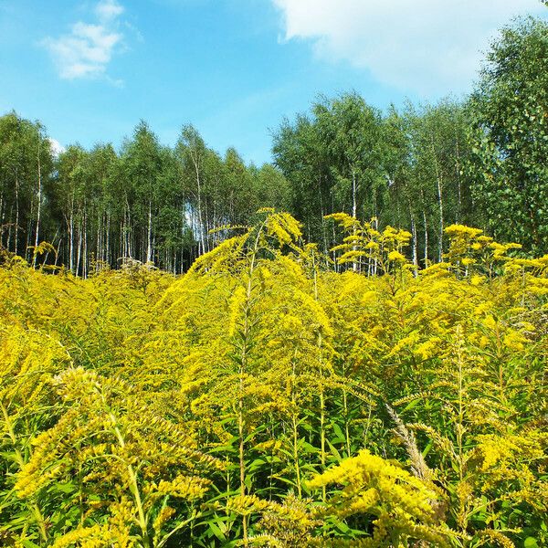 Solidago canadensis Habit