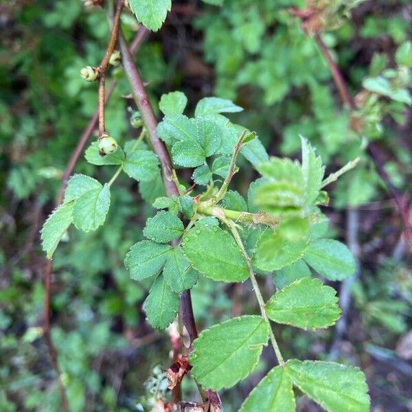 Rosa rubiginosa Feuille