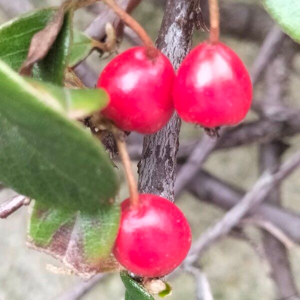 Cotoneaster simonsii Fruit