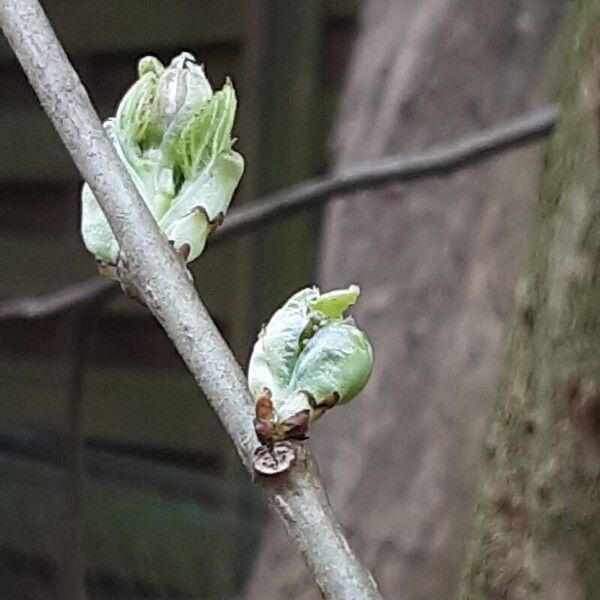 Morus rubra Blad