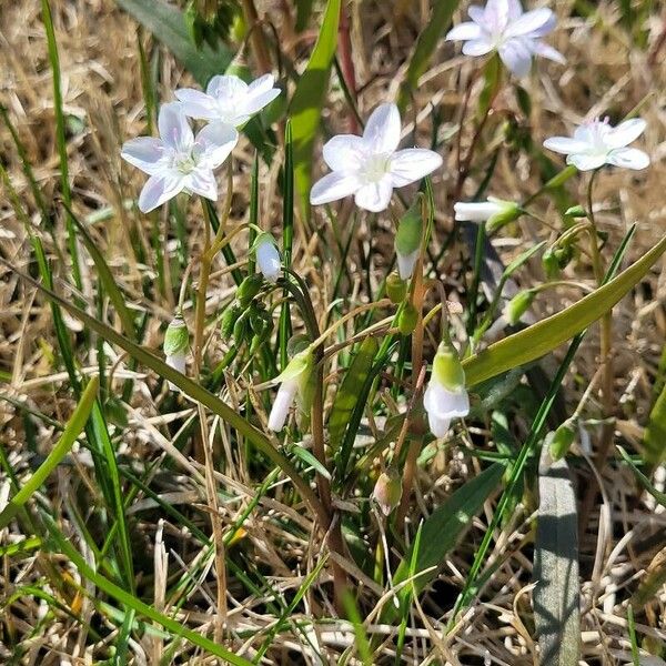 Claytonia virginica Liść