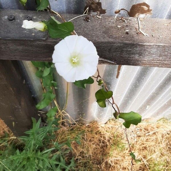 Convolvulus sepium 花