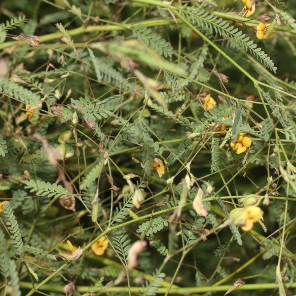 Aeschynomene filosa Blomst