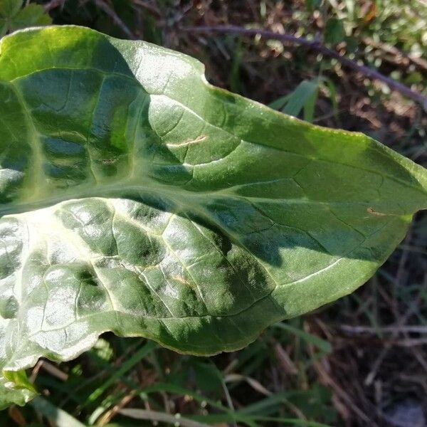 Arum italicum Ліст