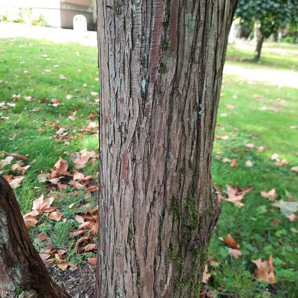 Araucaria columnaris Bark