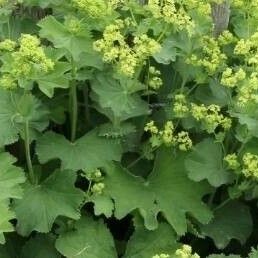 Alchemilla mollis 葉