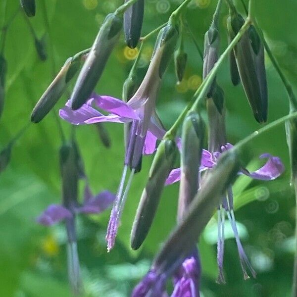 Prenanthes purpurea फूल