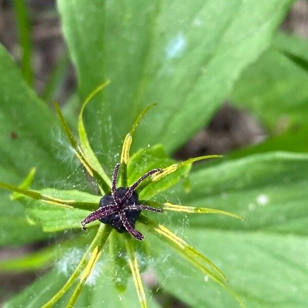 Paris quadrifolia 果實