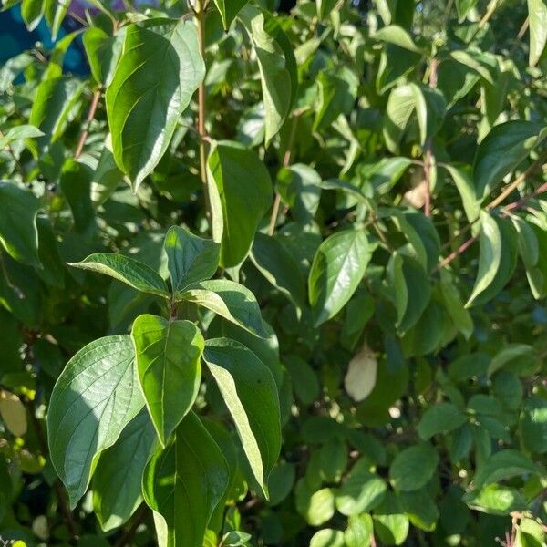 Cornus amomum Blad