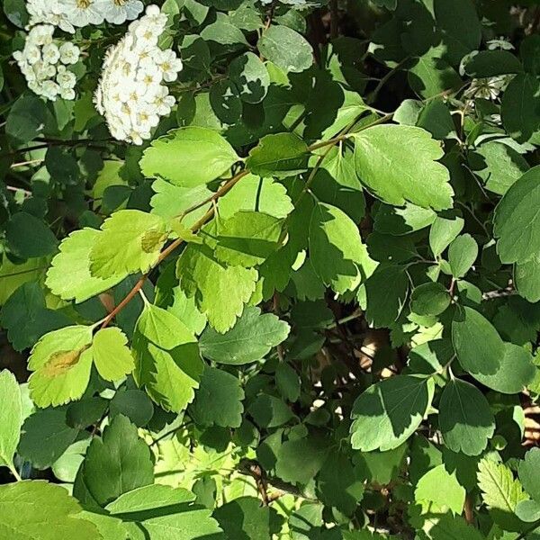 Spiraea chamaedryfolia Lehti