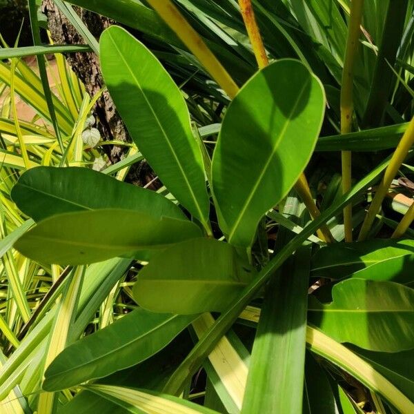 Calophyllum inophyllum Leaf