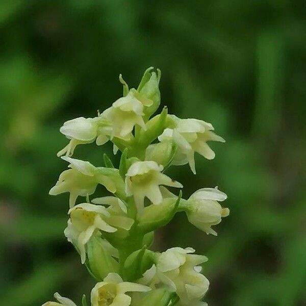 Pseudorchis albida Flower